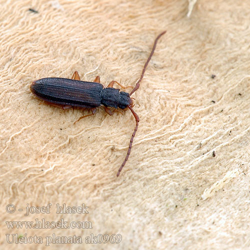 Uleiota planata Lesák rovný Langhornet fladbille Flat Bark Beetle Sarvihärö Raub-Plattkäfer Улеиота плоская Плоскотелка