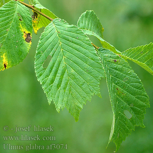 Ulmus glabra Bergulme Skov-Elm Wych Elm ملچ Vuorijalava Kalninė guoba