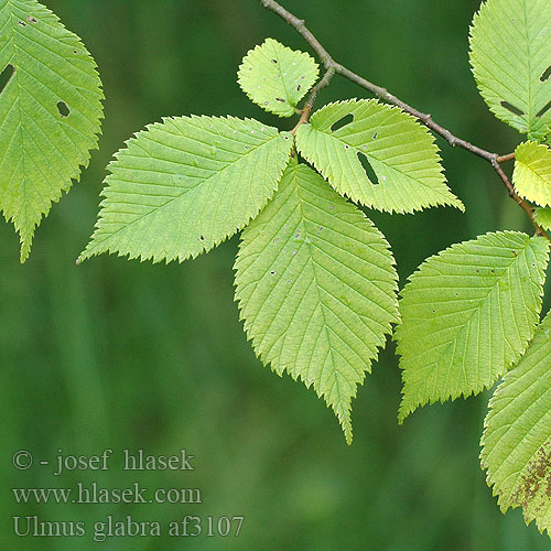 Ulmus glabra Wych Elm fa:ملچ Vuorijalava Kalninė guoba Ruwe iep