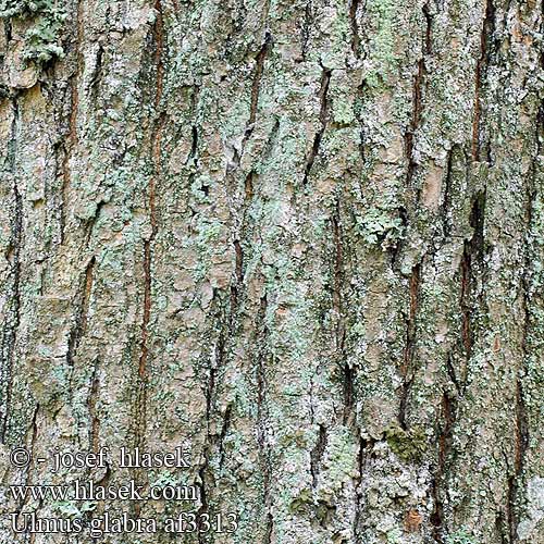 Ulmus glabra Wiąz górski Alm В'яз шорсткий Elm Wych Brest horský