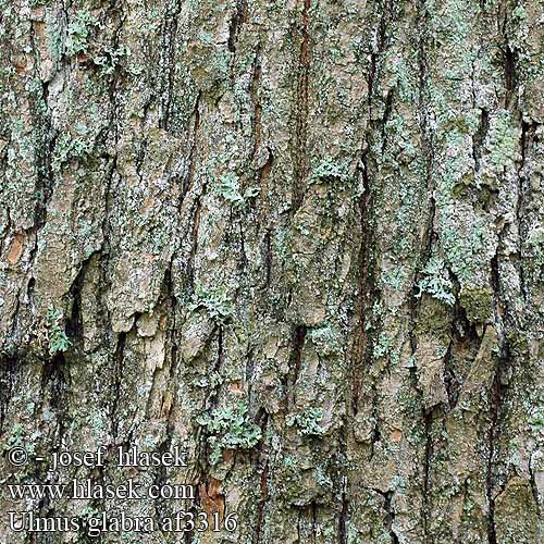 Ulmus glabra Jilm horský Olmo montaña Bergulme Skov-Elm Wych