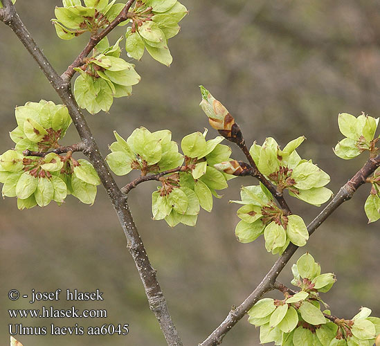 Ulmus laevis Flatterulme Skærm-Elm European White Elm Ulmo longtiga