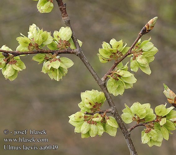 Ulmus laevis Kynäjalava Paprastoji vinkšna Wiąz szypułkowy