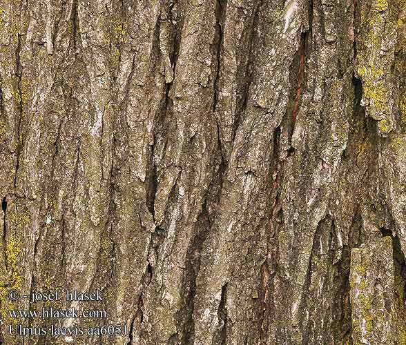 Ulmus laevis Jilm vaz Flatterulme Skærm-Elm European White Elm