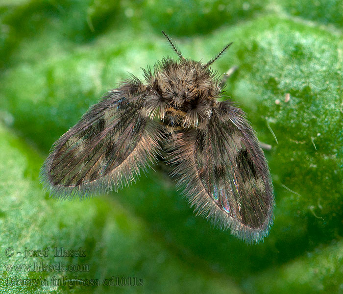 Ulomyia fuliginosa