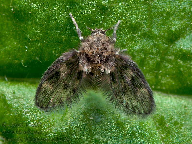 Ulomyia fuliginosa