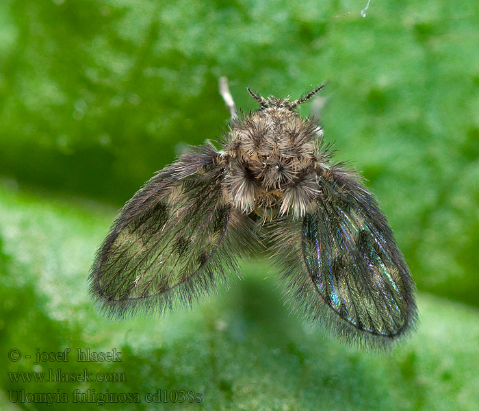 Ulomyia fuliginosa