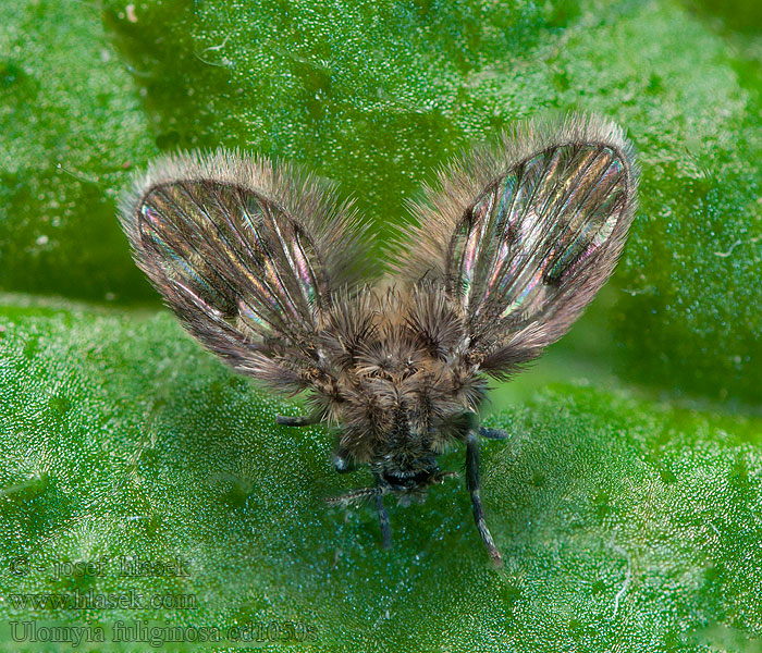 Ulomyia fuliginosa