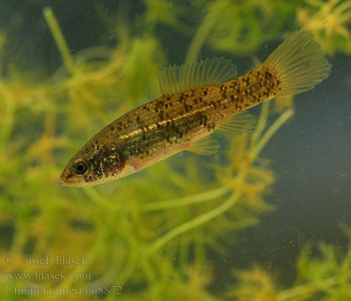 Umbra krameri European mudminnow