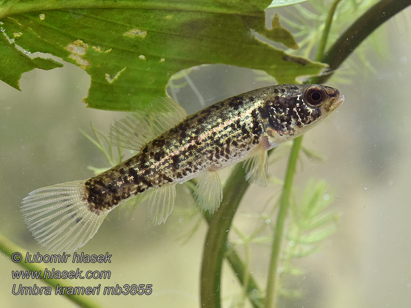 European mudminnow Umbra krameri