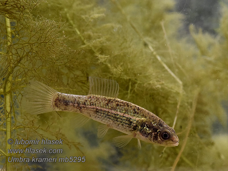 Poisson-chien Umbra krameri