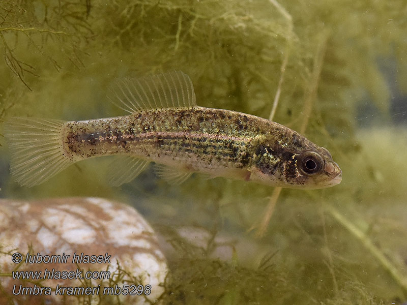 European mudminnow Umbra krameri