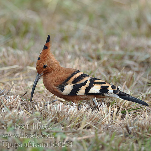 Upupa africana African Hoopoe Afrikansk Hærfugl Huppe d'Afrique