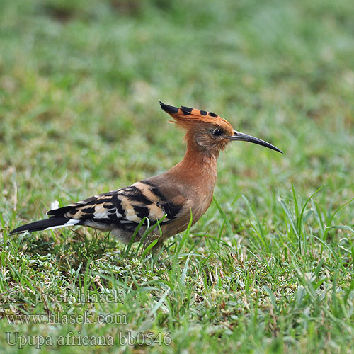 African Hoopoe Afrikansk Hærfugl Huppe Afrique Afrikanischer Wiedehopf