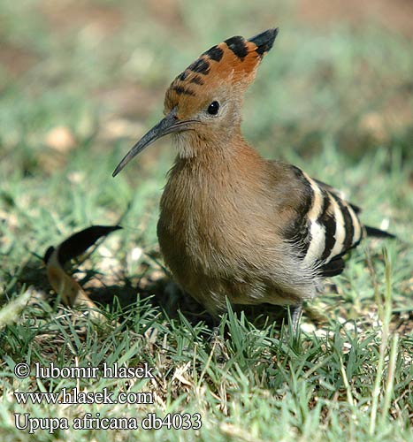 Upupa africana African Hoopoe Afrikansk Hærfugl Huppe d'Afrique