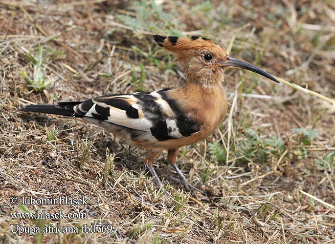 アフリカヤツガシラ Upupa africana African Hoopoe Afrikansk