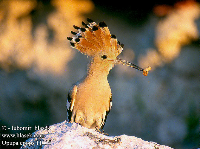 Upupa epops Hoopoe Wiedehopf Huppe fasciée