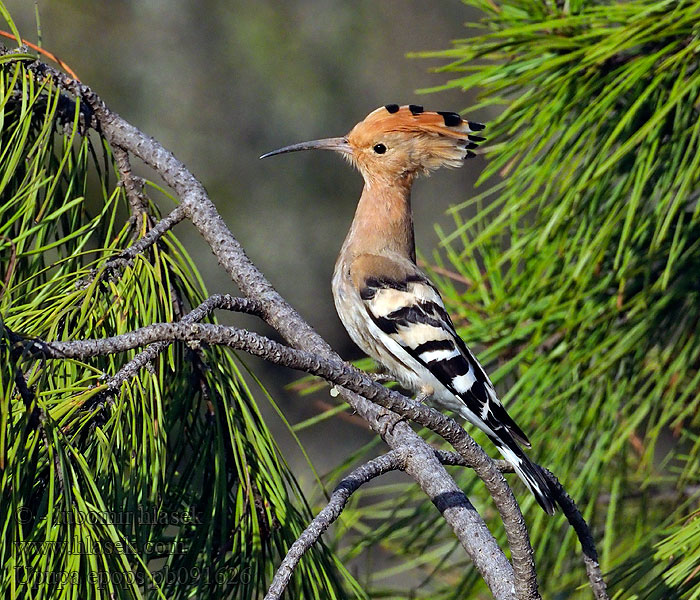 Hoopoe Wiedehopf Upupa epops