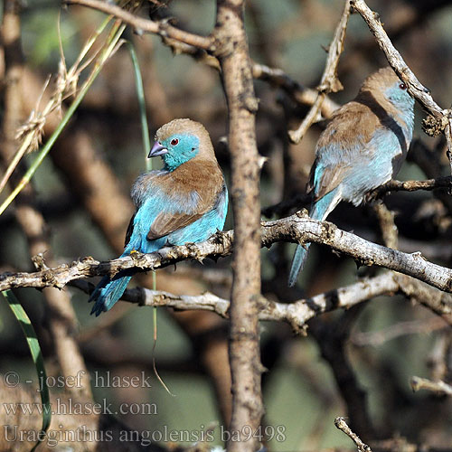 Cordonbleu Angola blauwfazant Angolees Blauwfazantje Blauastrild Angola