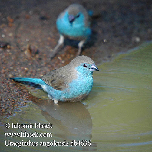 Uraeginthus angolensis Blue-breasted Cordonbleu Blue Waxbill