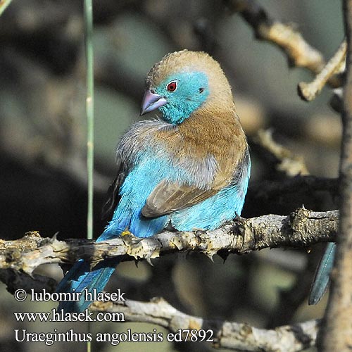 Blauastrild Angola Schmetterlingsfink Motylik krasnouchy sawannowy