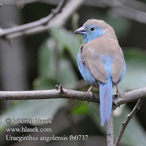 Blue-breasted Cordonbleu Blue Waxbill Sinipeippo Cordonbleu