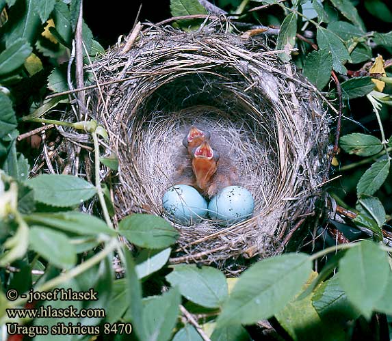 Uragus sibiricus Long-tailed Rosefinch Meisengimpel Roselin longue queue