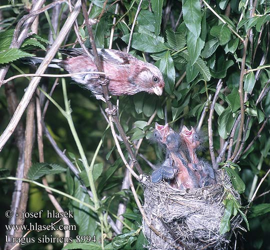 Uragus sibiricus Hýl sibiřský 长尾雀