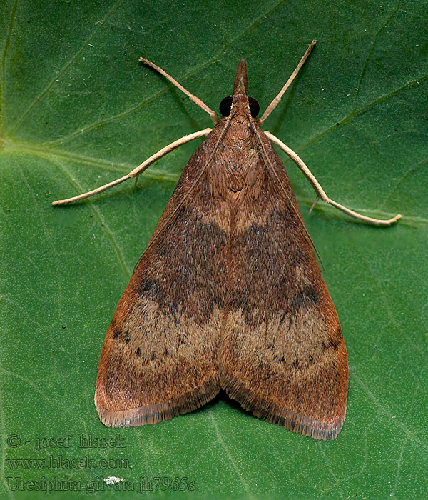 Geelvleugelmot Uresiphita gilvata