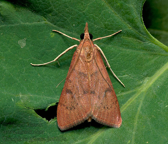 Yellow Under Pearl Uresiphita gilvata