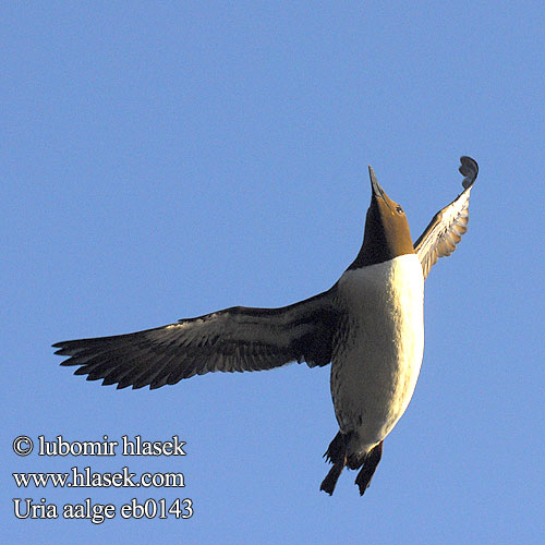 Uria aalge Guillemot Lomvie Zeekoet Etelänkiisla Guillemot Troïl Trottellumme Lomvi Arao común Sillgrissla Тънкоклюна кайра Lumma ウミガラス Laibasnapis narūnėlis Nurzyk Airo Кайра тонкоклювая Alka tenkozobá norec tenkozobý Alkoun úzkozobý