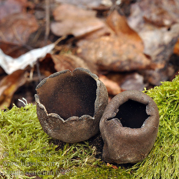 Urnula craterium Devil Urn Schwarze Kelchbecher Urnule cratériforme cratère Урнула бокаловидная 柄付黒洋盃茸 Zvoneček pohárkovitý pohárová Urnička kráterovitá Diabelska urna Urnseen Pähkinämaljakas Crni pehar Fekete kehelygomba エツキクロコップタケ Krateriškasis taurūnis Krātera urnula 말미잘버섯 Rökpipsvamp Pecljata žara Урнула бокальчатая