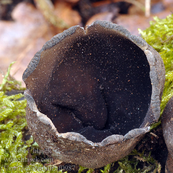 Urnula craterium bf0987