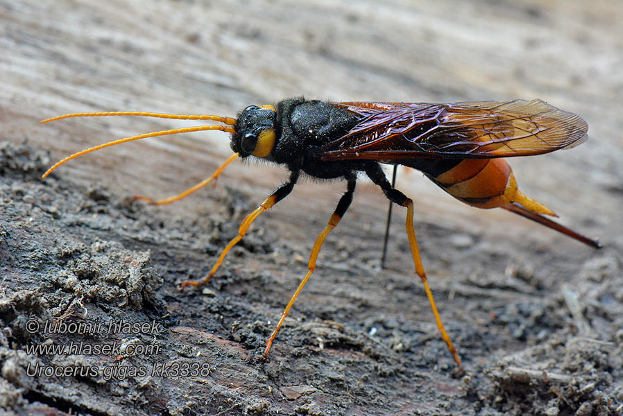 Urocerus gigas Рогохвост большой Reuzenhoutwesp Giant woodwasp