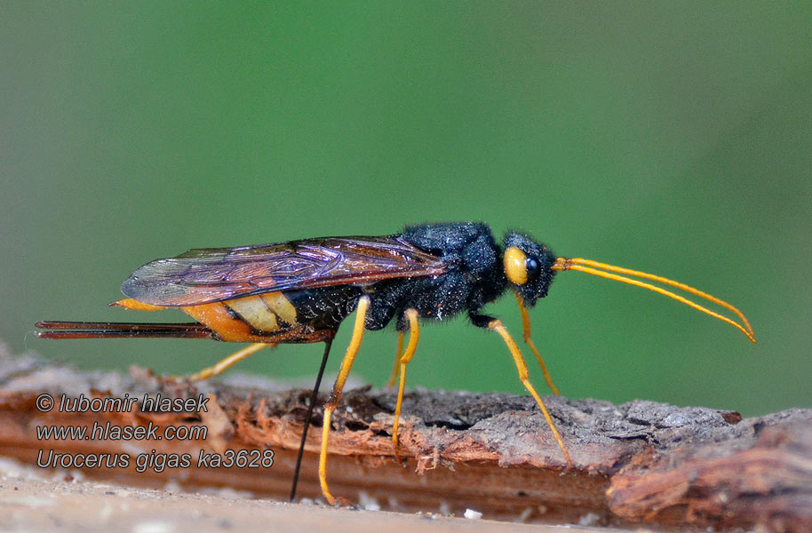 Urocerus gigas Óriás fenyődarázs Pílovka veľká Stor hornstekel