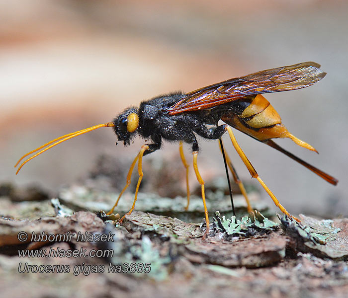 Pilořitka velká Urocerus gigas