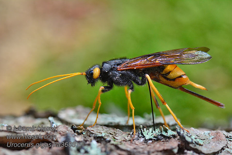 Riesenholzwespe Trzpiennik olbrzym Рогохвост большой Urocerus gigas