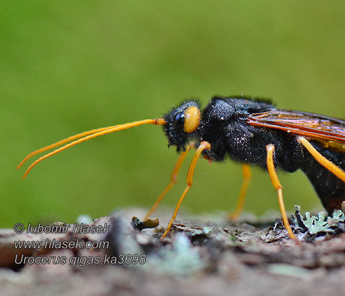 Reuzenhoutwesp Giant woodwasp Óriás fenyődarázs Urocerus gigas