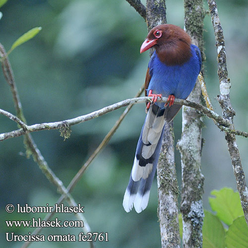 Urocissa ornata Pica Ceylon Magpie Kraska srílanská Schmuckkitta