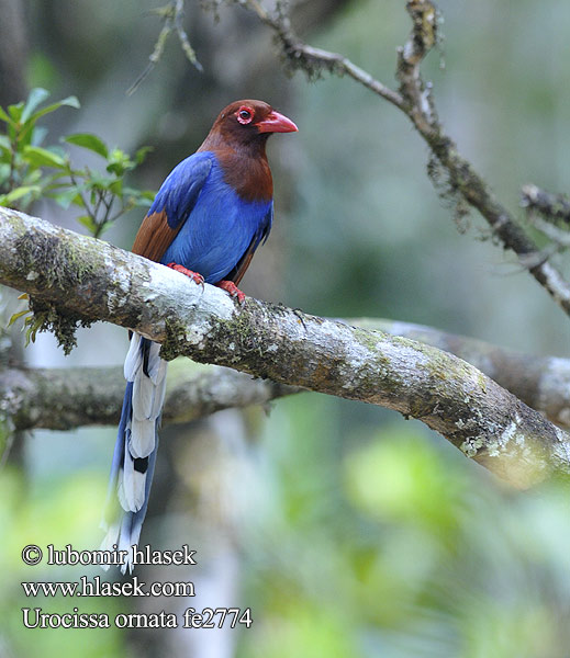 Urraca Cingalesa Pirolle Ceylan Gazza azzurra Sri Lanka