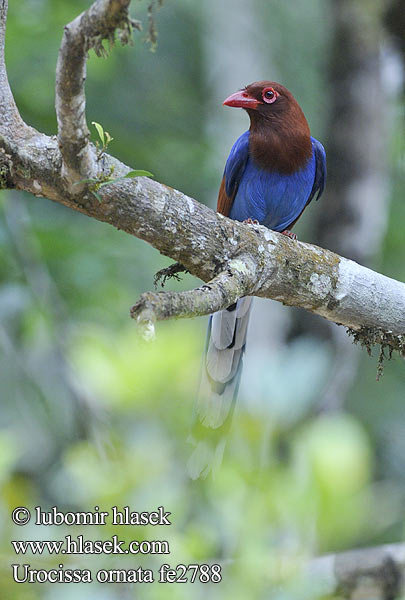 Ceylon Magpie Kraska srílanská Schmuckkitta Urraca Cingalesa