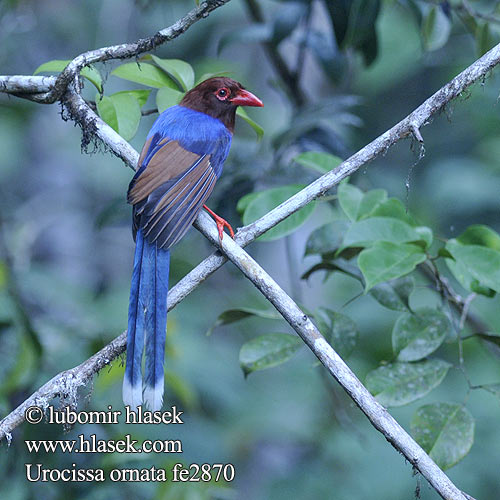 Schmuckkitta Urraca Cingalesa Pirolle Ceylan Gazza azzurra Sri Lanka