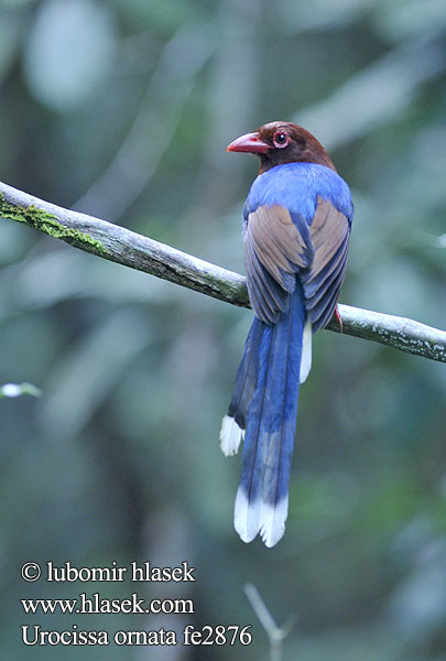 Pirolle Ceylan Gazza azzurra Sri Lanka セイロンサンジャク