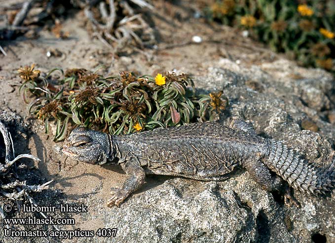 Uromastix aegypticus