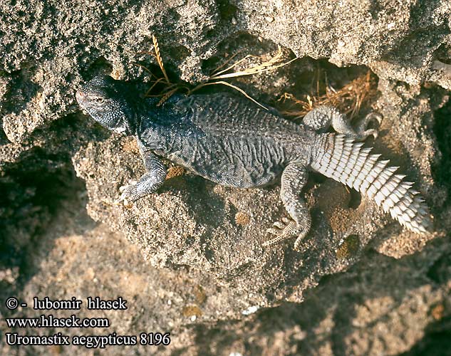 Uromastix aegypticus