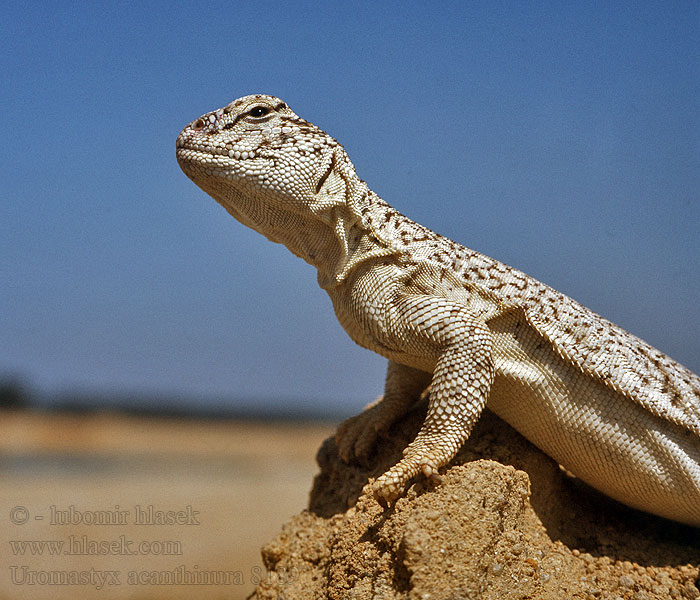 Uromastyx acanthinura Trnorep skalní Nordafrikanische Dornschwanzagame