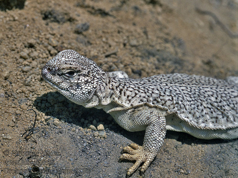 Uromastyx acanthinura Trnorep skalní Bell's dabb lizard Biczogon afrykański