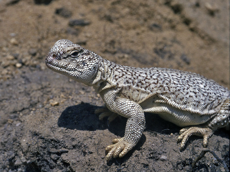 Uromastyx acanthinura Африканский шипохвост Afrikaanse doornstaartagame