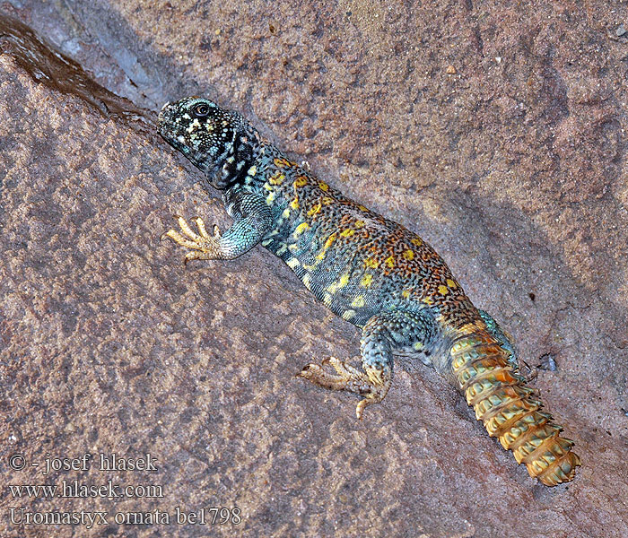 Uromastyx ornata Ornate Mastigure Bunter Dornschwanz Украшенный шипохвост Trnorep zdobený Biczogon ozdobny Pichľavec zdobený