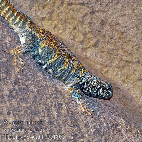 Украшенный шипохвост Trnorep zdobený Biczogon ozdobny Pichľavec zdobený Uromastyx ornata Ornate Mastigure Bunter Dornschwanz